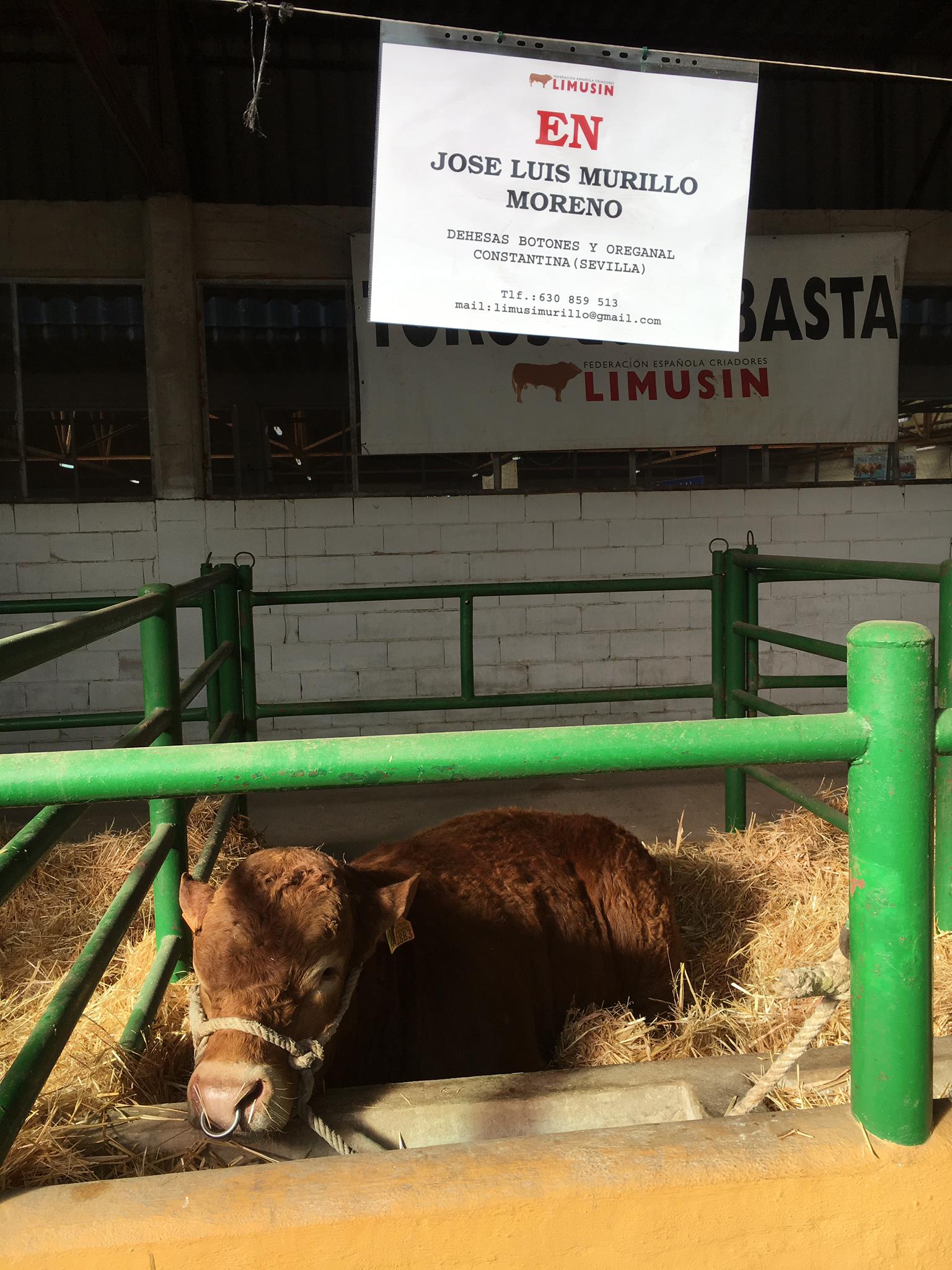 Visita Alcalde Feria Ganadera Trujillo 15nov2019 (2)