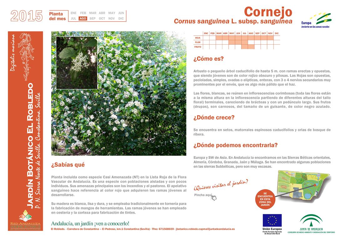 Cornejo Planta del mes de agosto 2015 del Jardín Botánico El Robledo Constantina