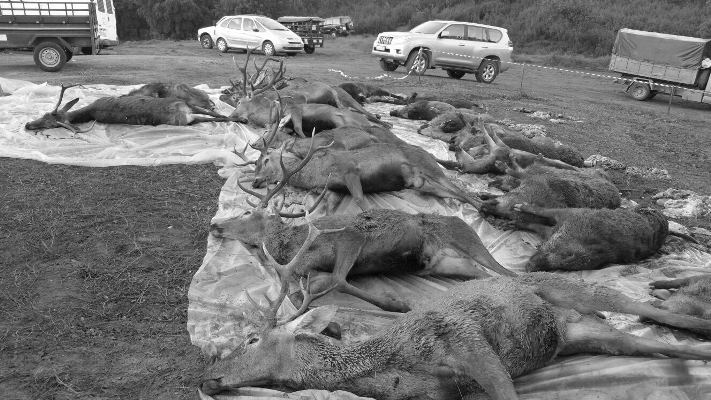 Navalvillar Monteria Constantina noviembre 2015 2