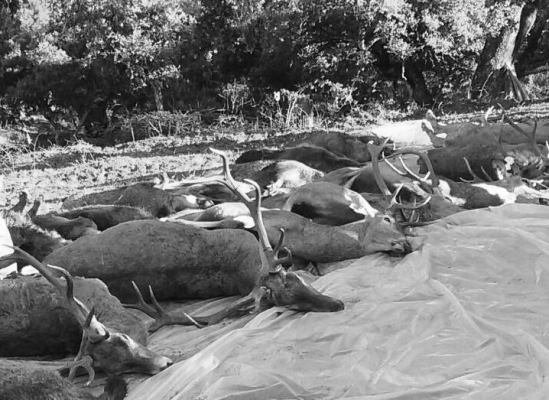 Navalvillar Monteria Constantina noviembre 2015 2