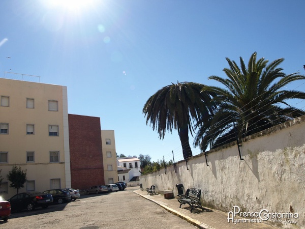 Ejemplo de palmera afectada por la plaga