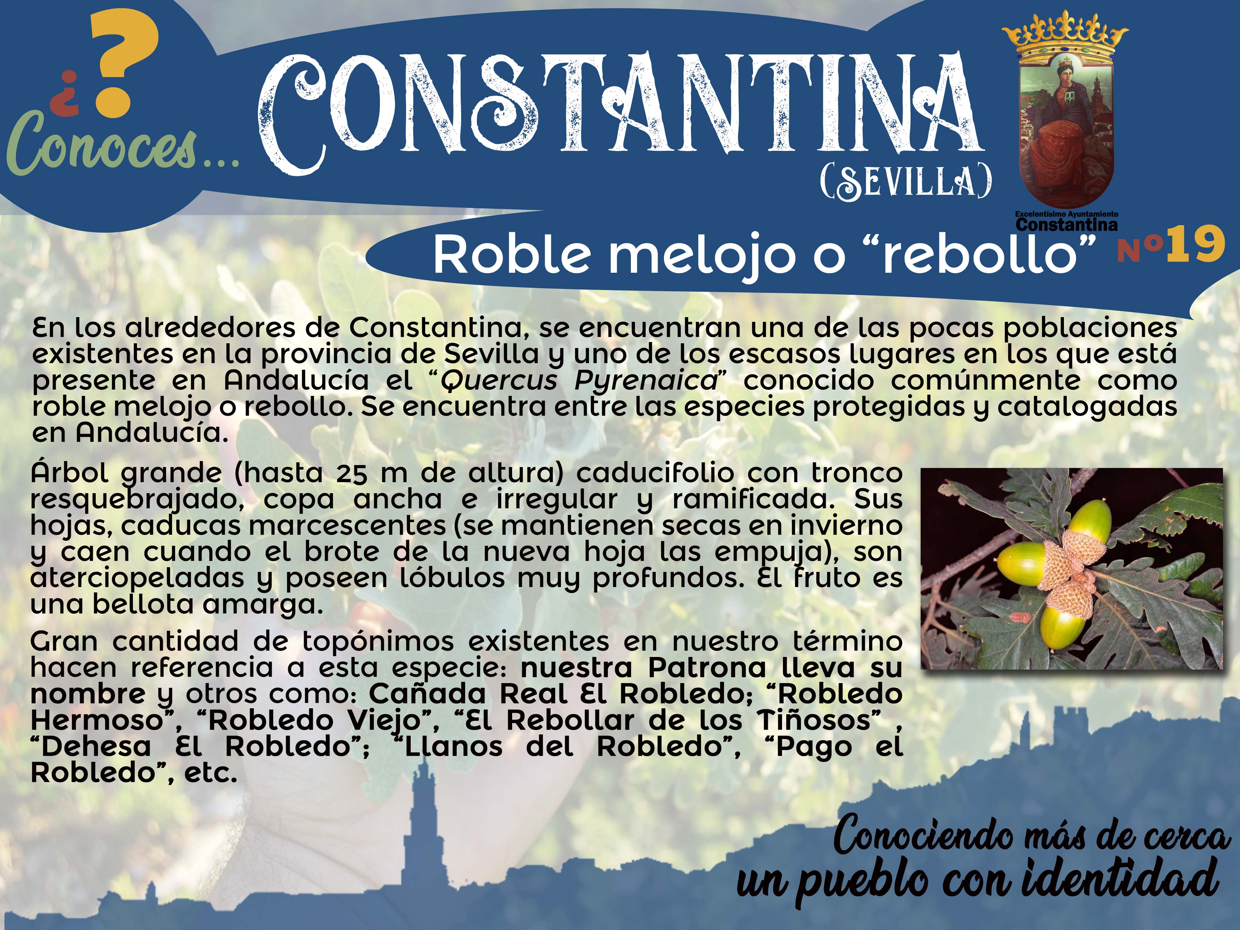 19 Roble melojo Constantina