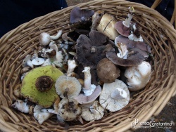 Micológicas Constantina 2012-2