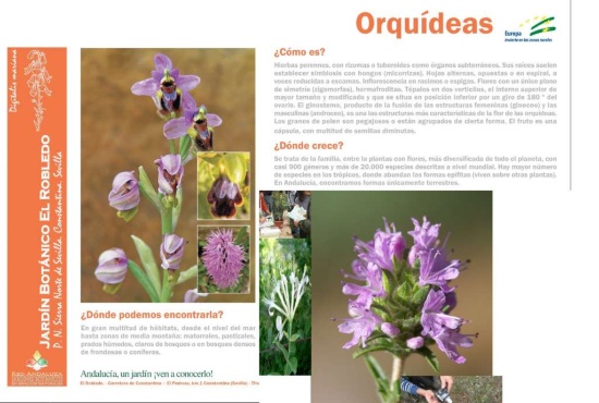 Orquídeas Jardín Botánico Constantina