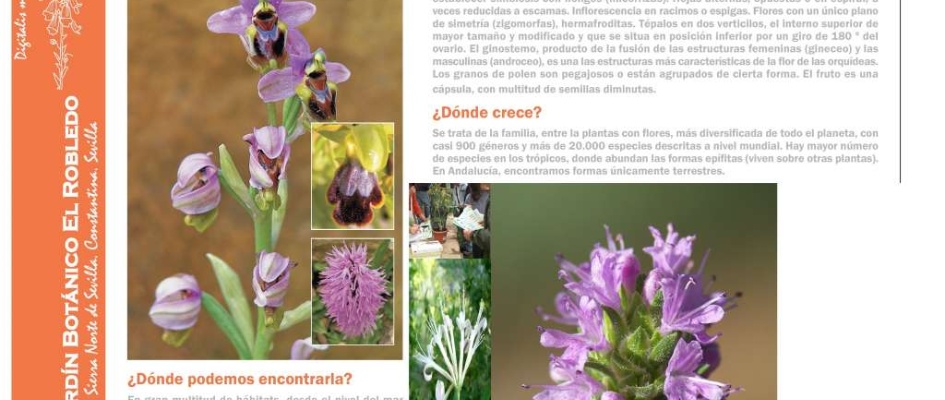 Orquxdeas_Jardxn_Botxnico_Constantina.jpg