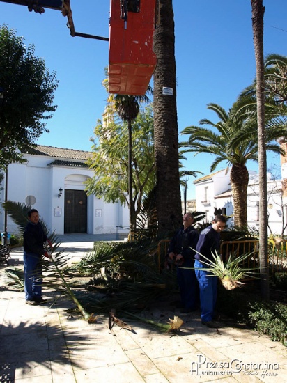 Tratamiento picudo rojo Constantina 2014-3